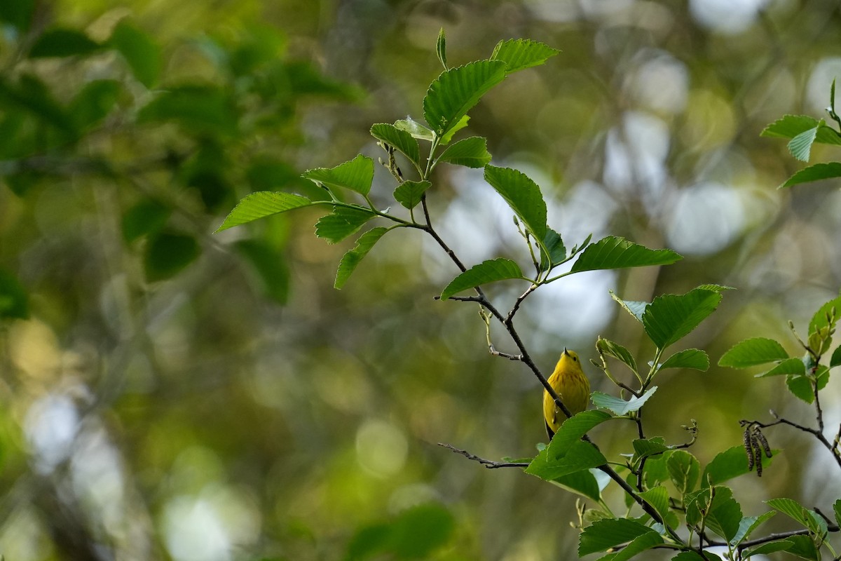 Yellow Warbler - Derek Etherton