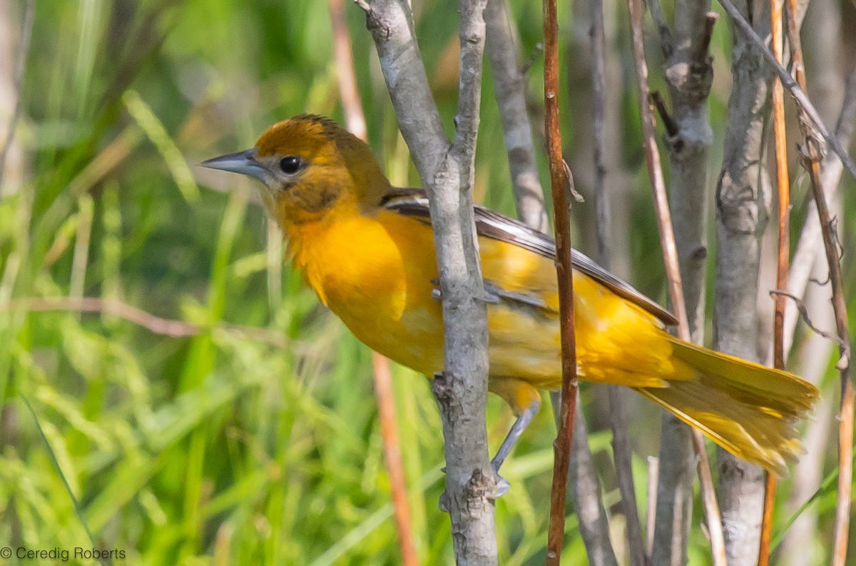 Baltimore Oriole - Ceredig  Roberts