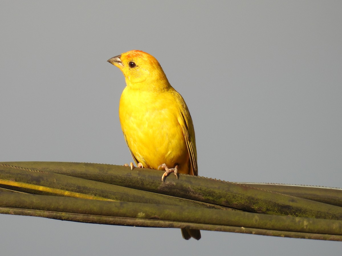 Saffron Finch - ML619355885