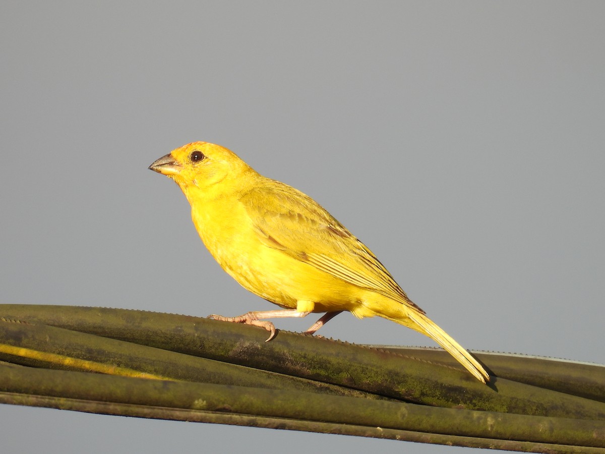 Saffron Finch - ML619355886