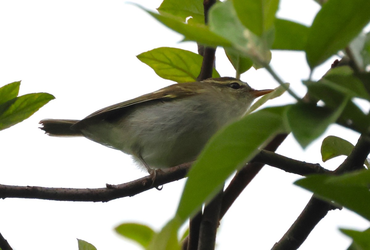 Two-barred Warbler - ML619355887