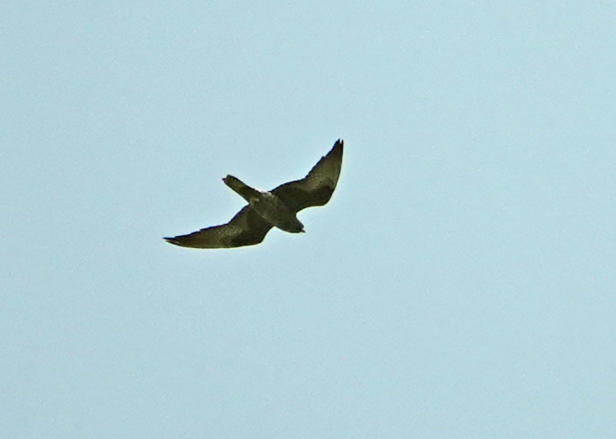 Eleonora's Falcon - silverwing 123
