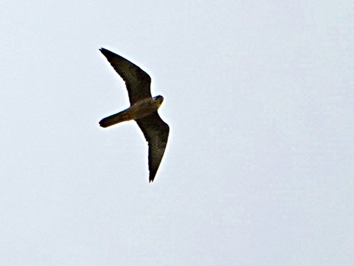 Eleonora's Falcon - silverwing 123