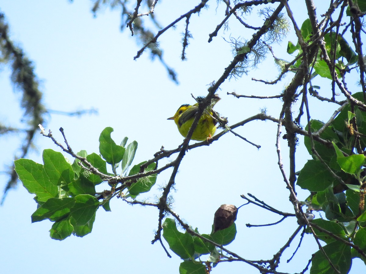 Wilson's Warbler - ML619355925