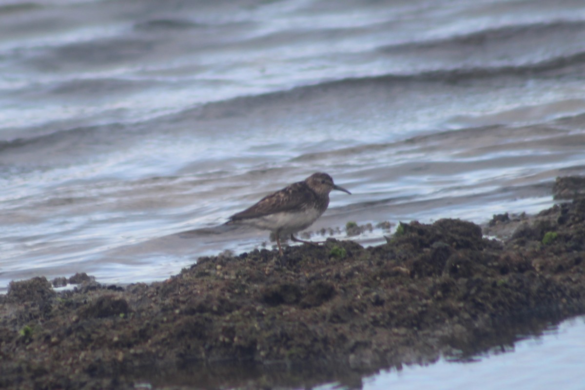 Western Sandpiper - Emmanuel Gabriel Rivera