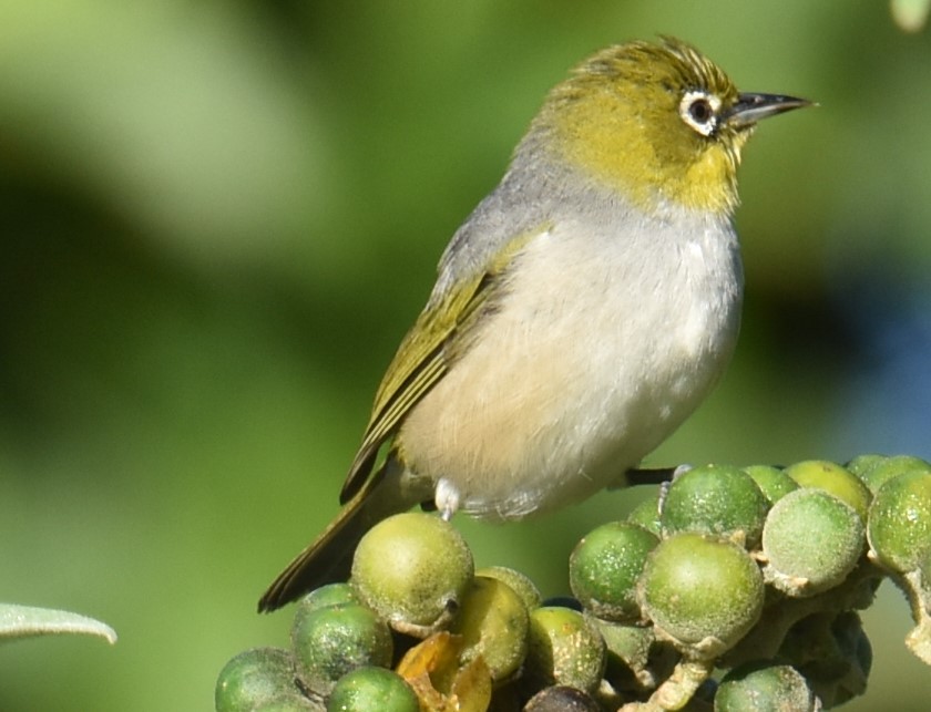 Silvereye - Mark Tarnawski