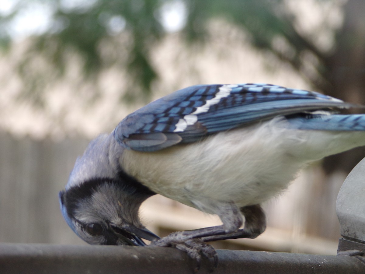 Blue Jay - Texas Bird Family