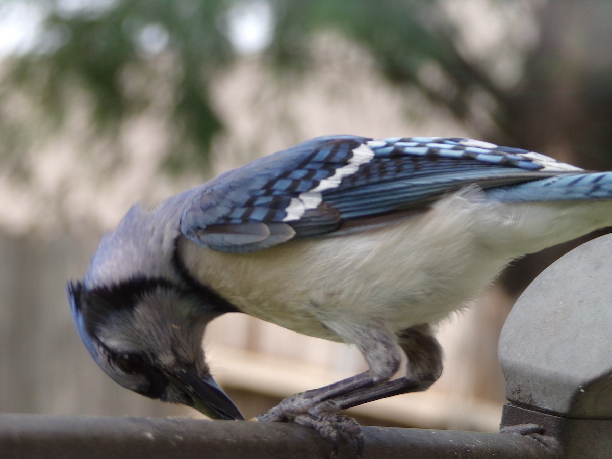 Blue Jay - Texas Bird Family