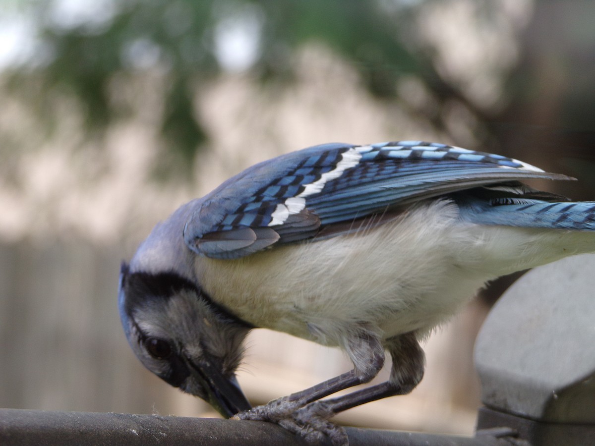 Blue Jay - Texas Bird Family