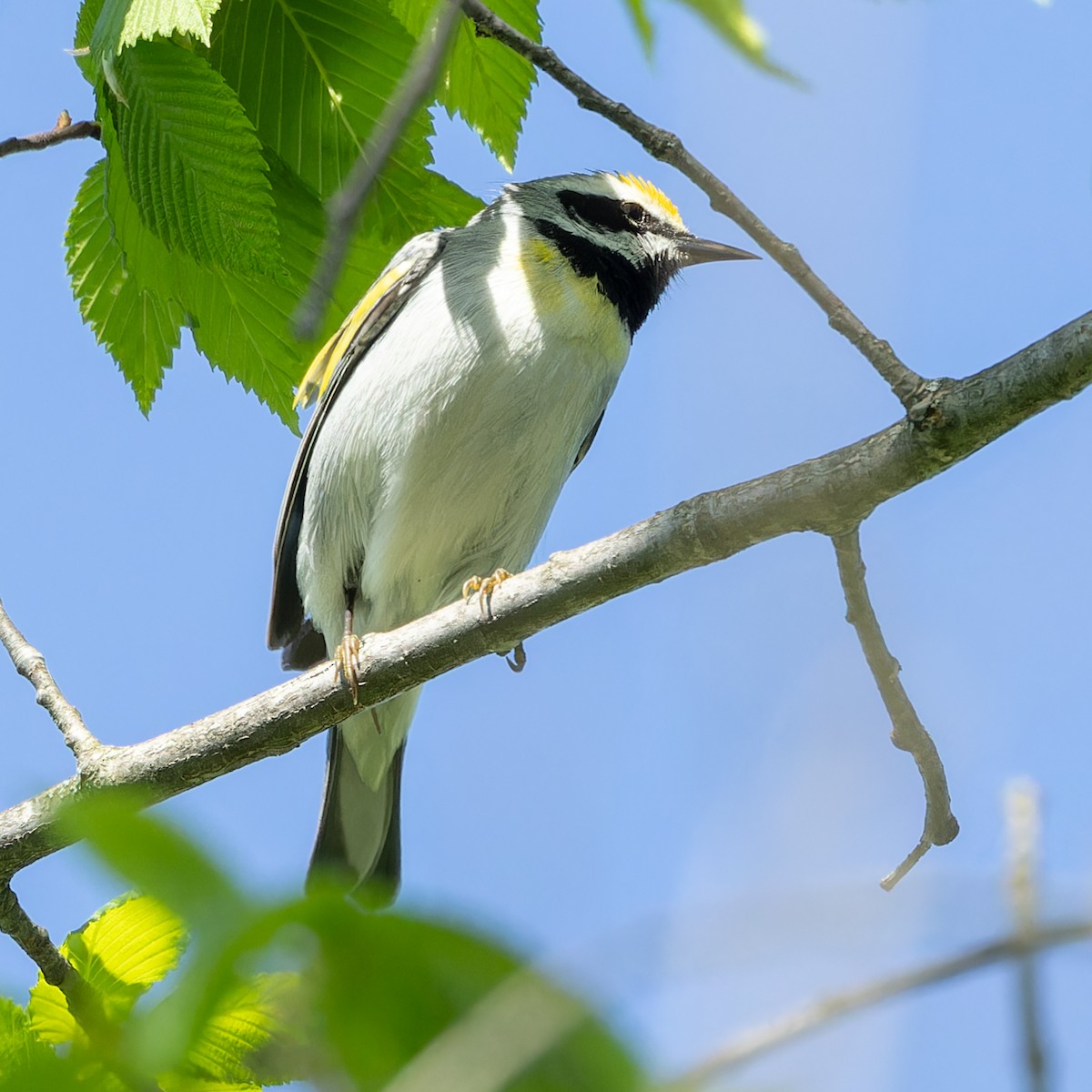 Golden-winged Warbler - Kyle Blaney