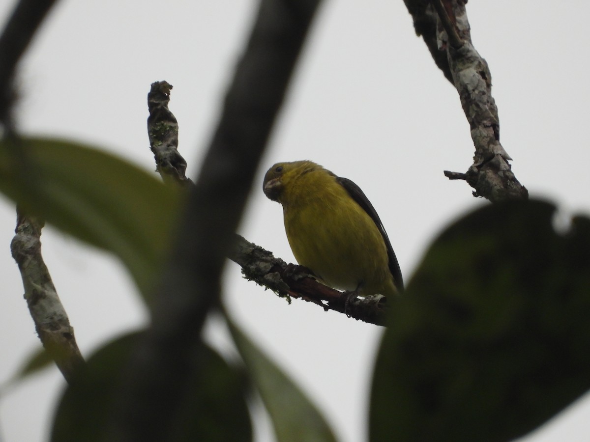 Lesser Goldfinch - ML619355982