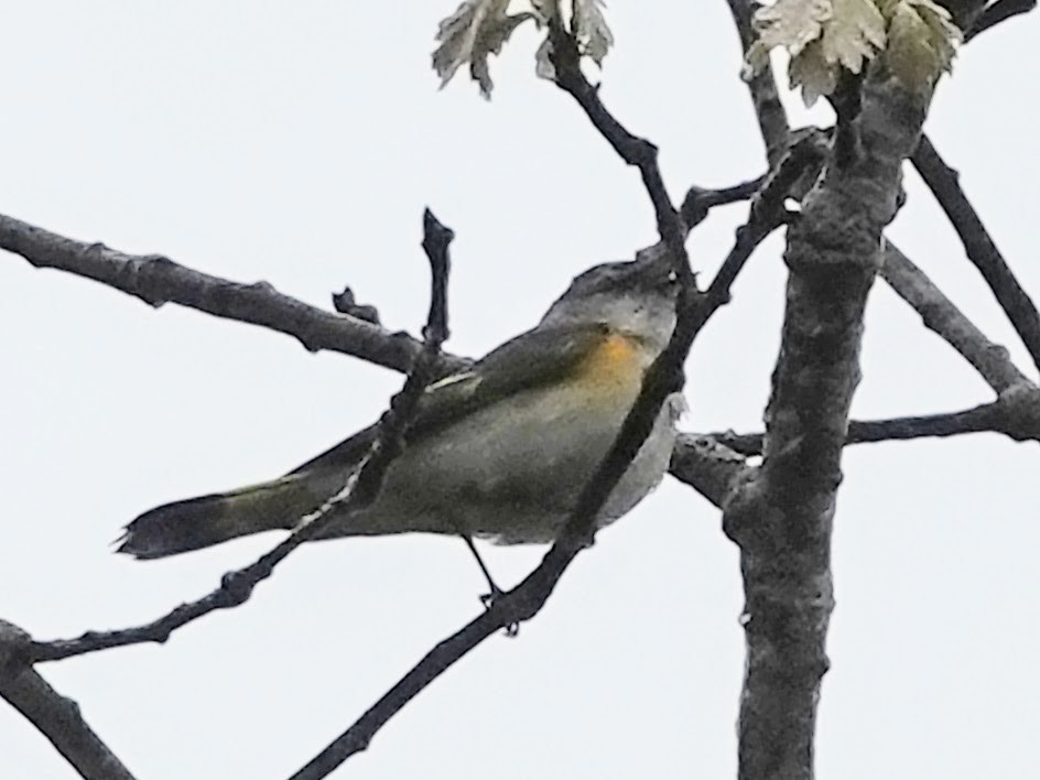rødstjertparula - ML619355988