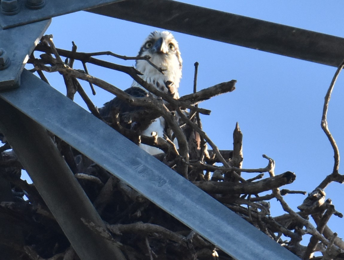 Osprey - Mark Tarnawski