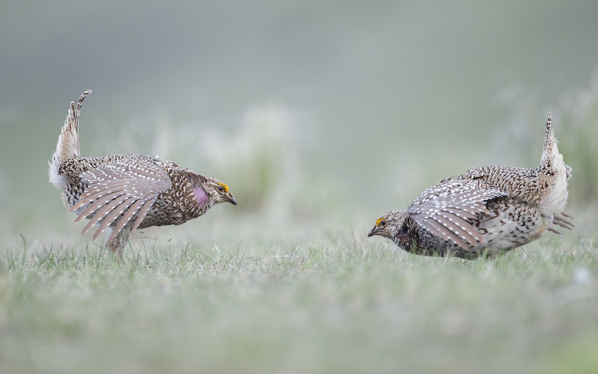 Sharp-tailed Grouse - Blair Dudeck