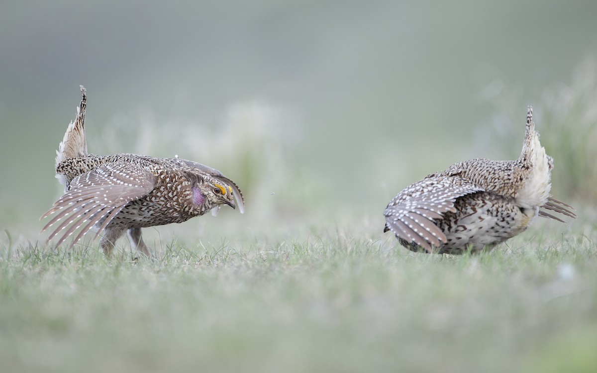 Sharp-tailed Grouse - Blair Dudeck