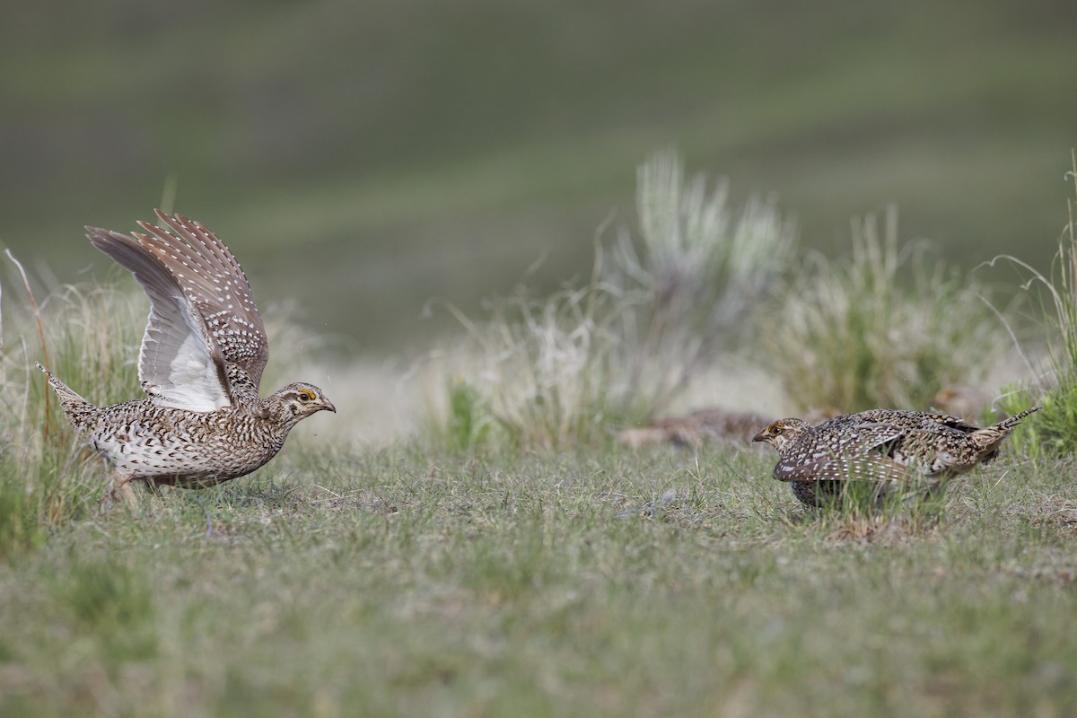 Sharp-tailed Grouse - Blair Dudeck