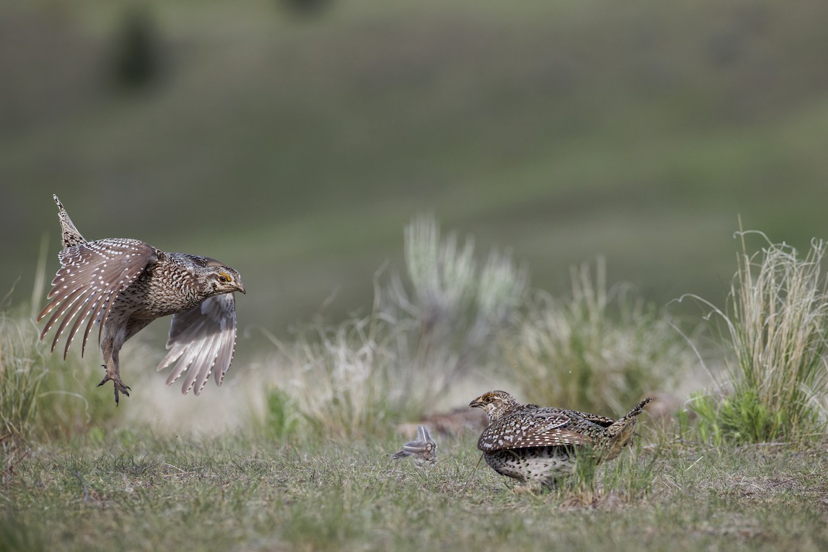 Sharp-tailed Grouse - Blair Dudeck