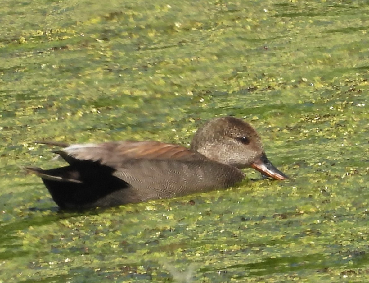 Canard chipeau - ML619356040