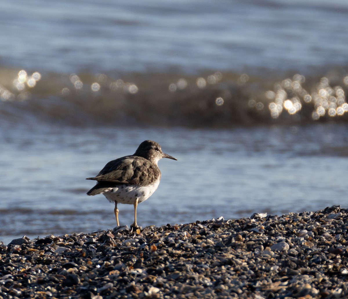 Spotted Sandpiper - Daniel Griffith