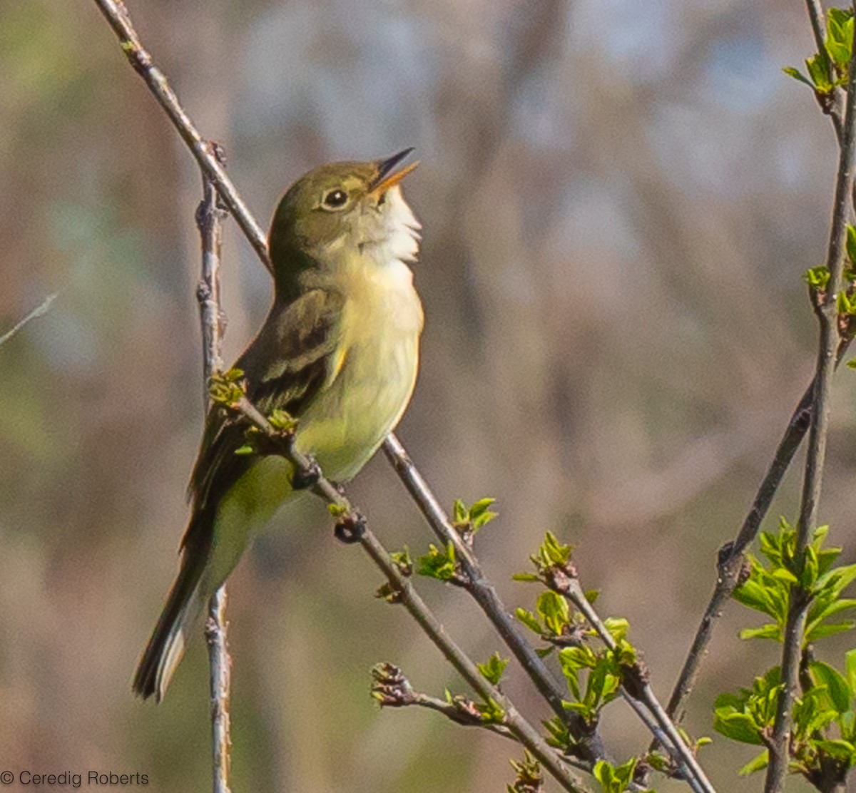 Alder Flycatcher - Ceredig  Roberts