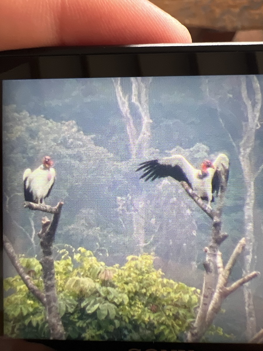 King Vulture - Shaun De Meirsman