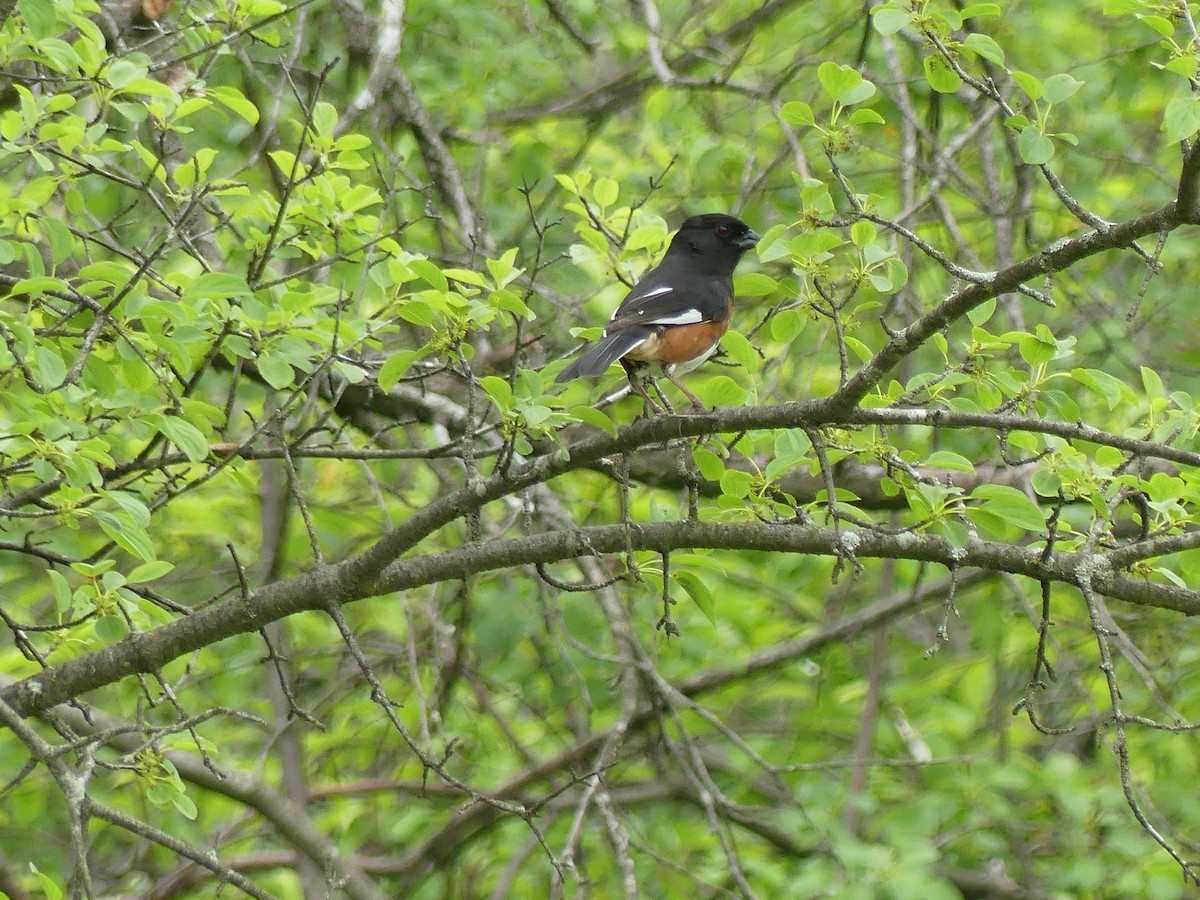 Eastern Towhee - Anonymous