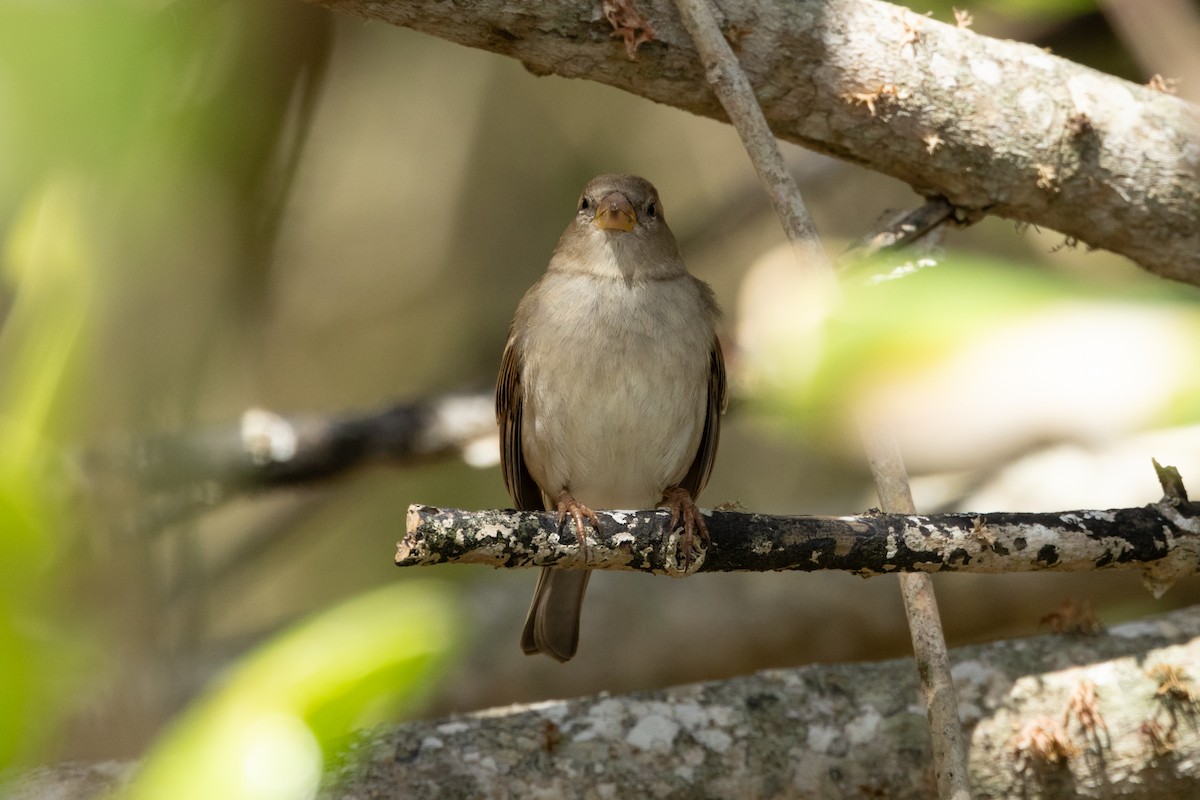 Moineau domestique - ML619356083