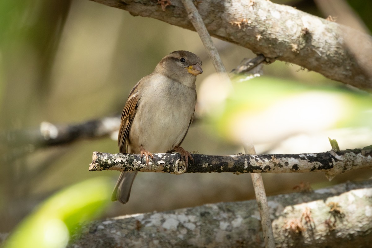 House Sparrow - ML619356084