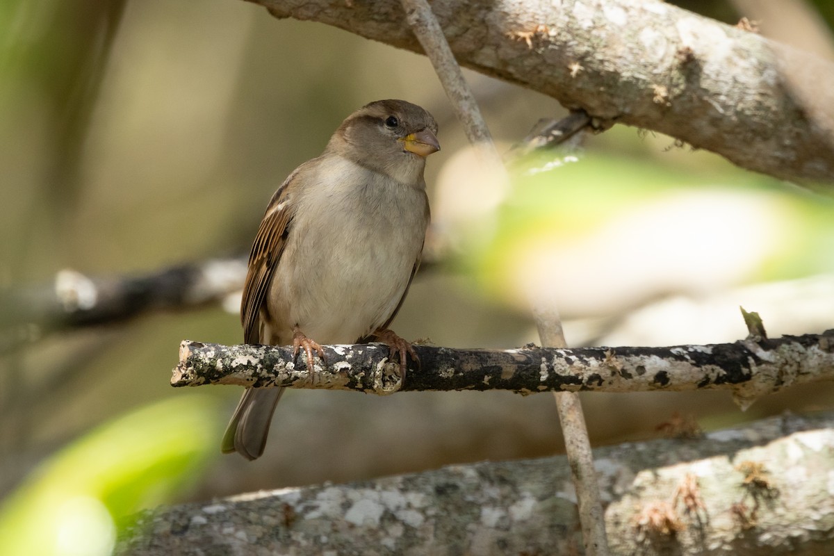 Moineau domestique - ML619356085