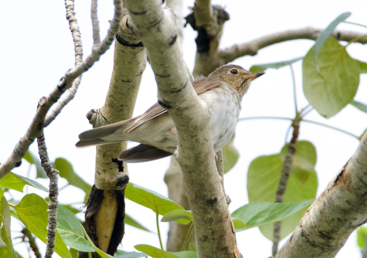 Swainson's Thrush - ML619356102