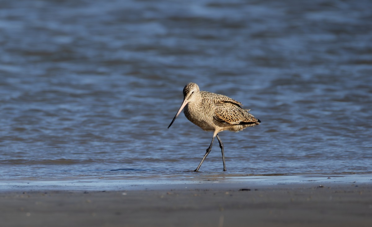 Marbled Godwit - Daniel Griffith