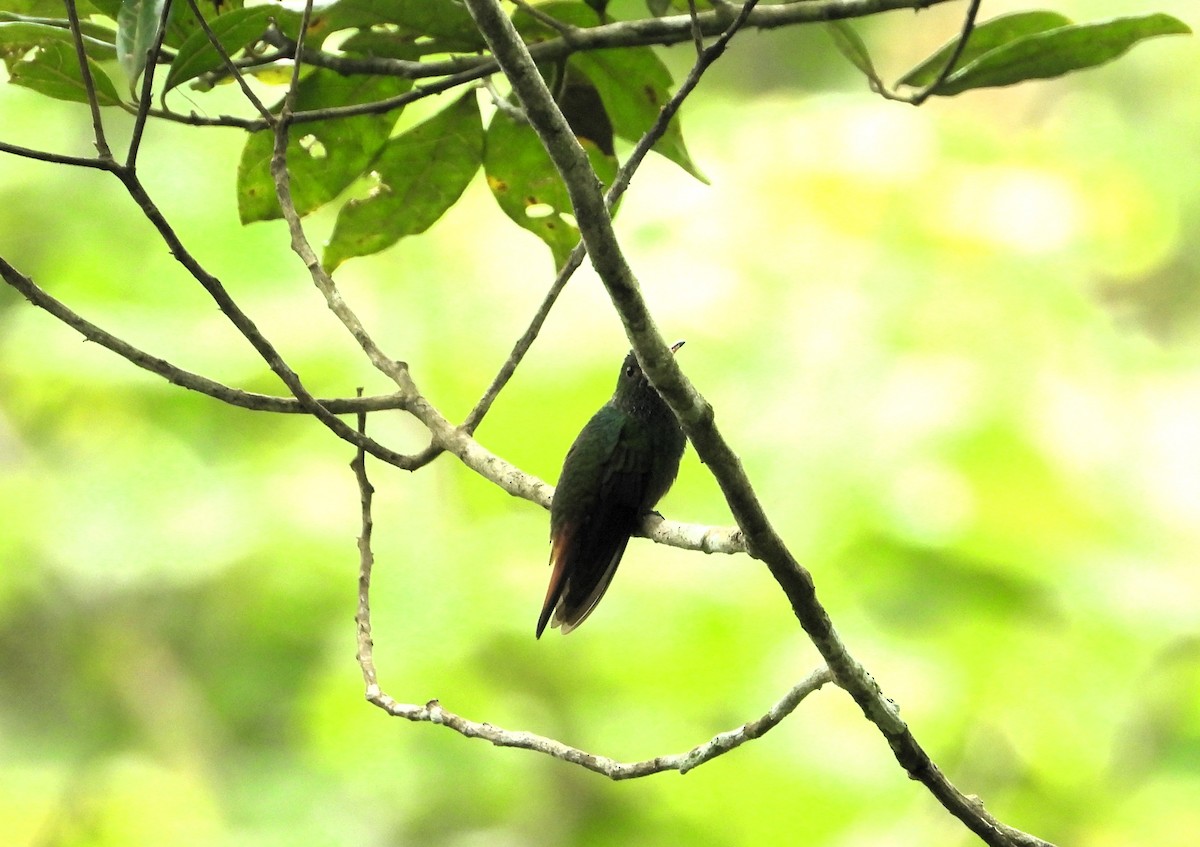 Rufous-tailed Hummingbird - Jose Fernando Sanchez O.