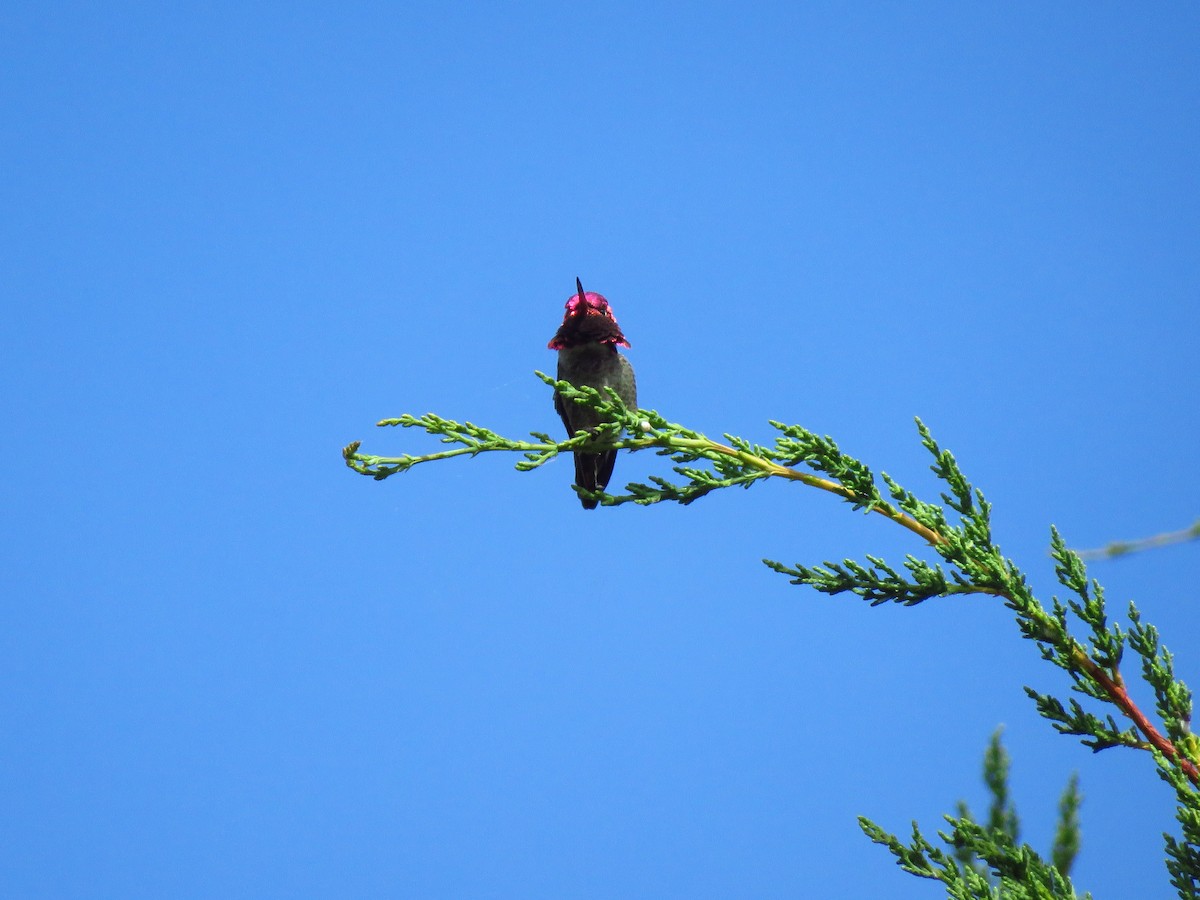Anna's Hummingbird - ML619356126