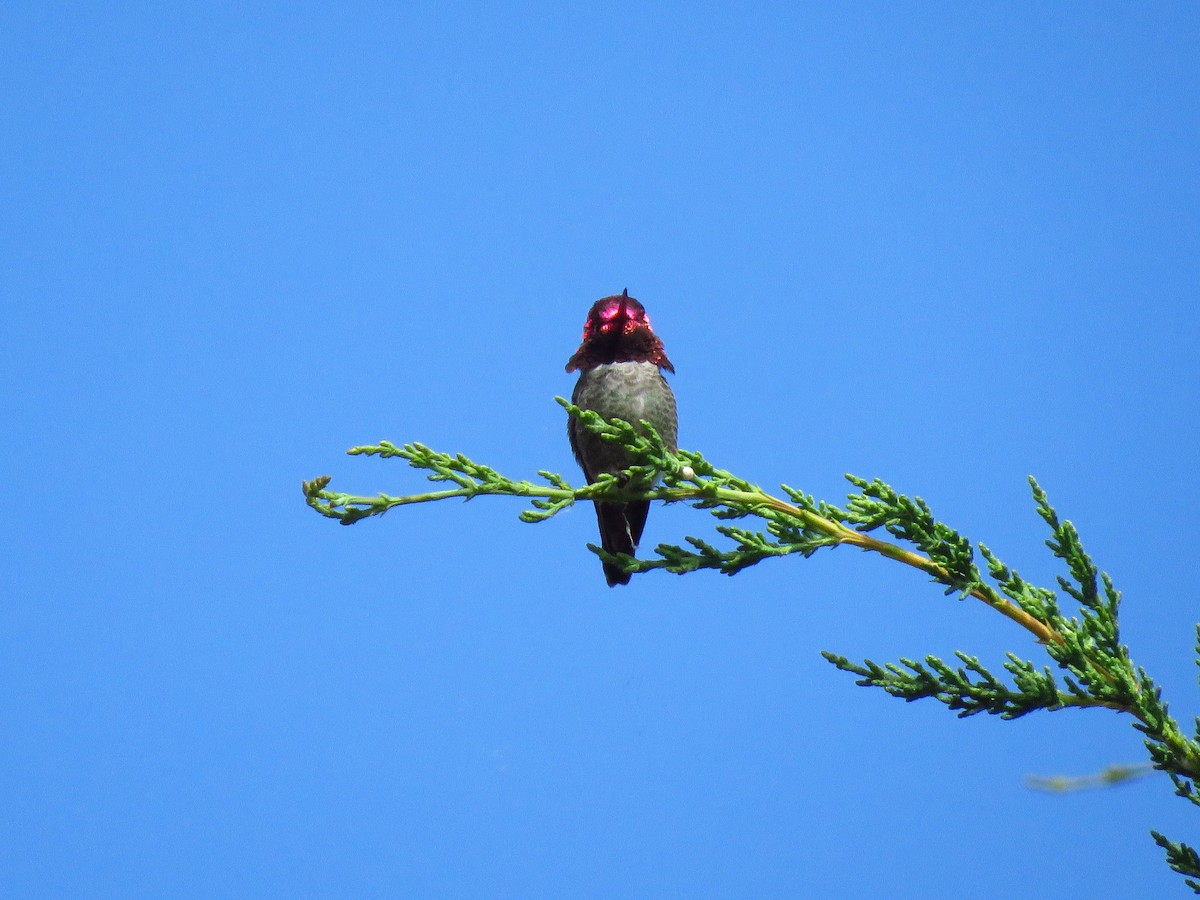 Anna's Hummingbird - Lisa Larson