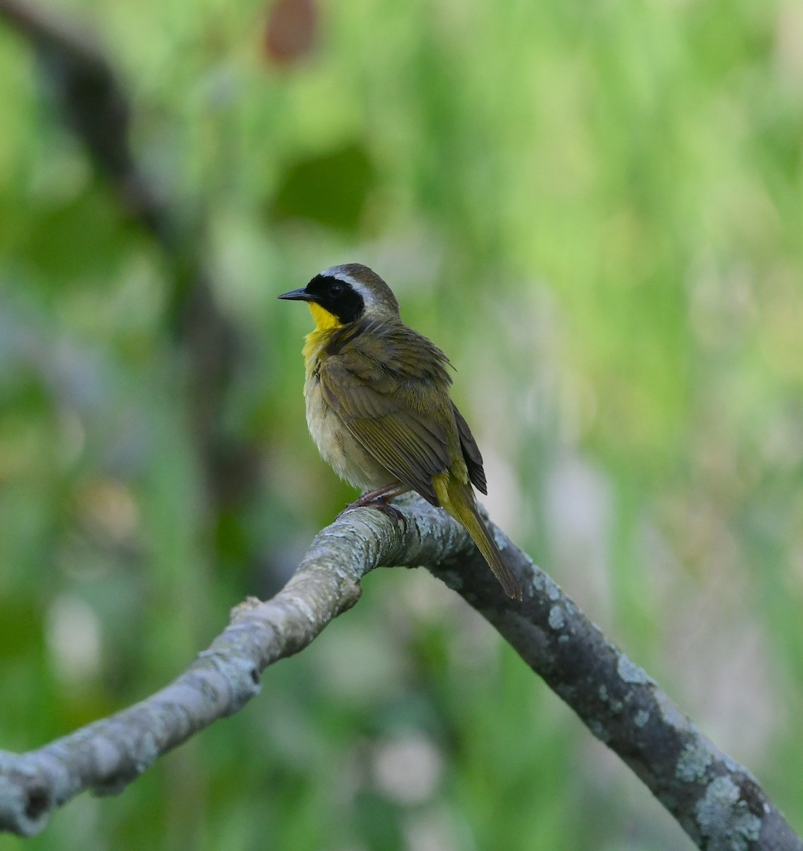 Common Yellowthroat - Mike St.Pierre