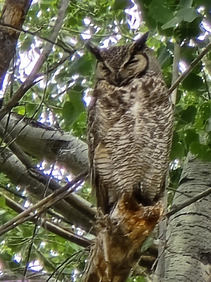 Great Horned Owl - Lisa Grubbs