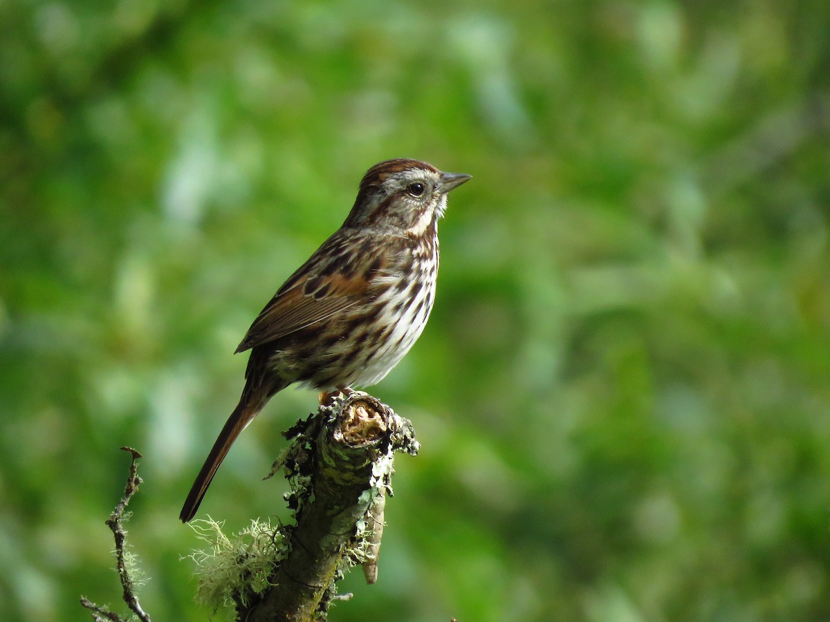 Song Sparrow (heermanni Group) - Lisa Larson