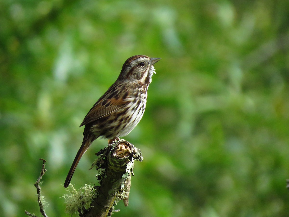 Song Sparrow (heermanni Group) - Lisa Larson