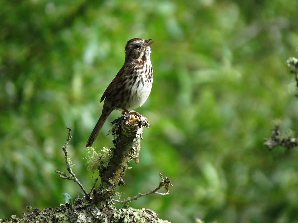 Song Sparrow (heermanni Group) - Lisa Larson