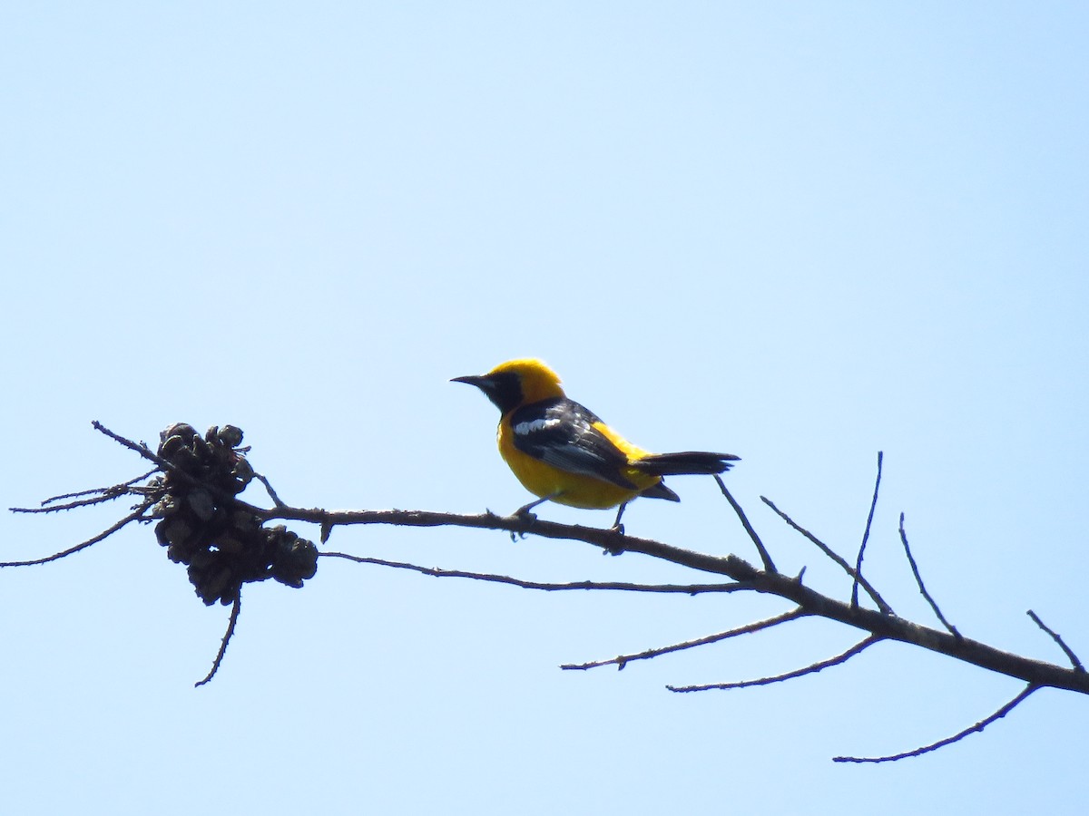 Hooded Oriole - Lisa Larson