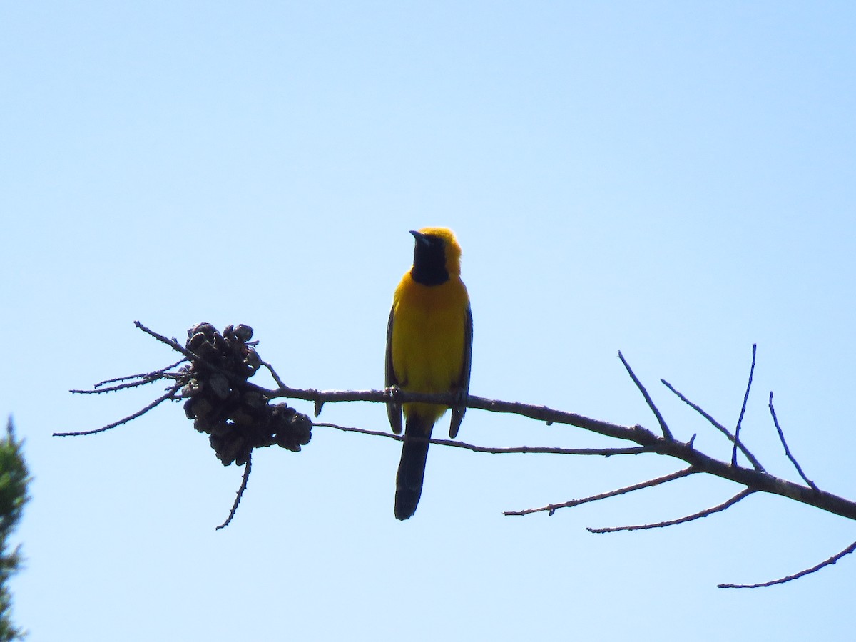 Hooded Oriole - Lisa Larson