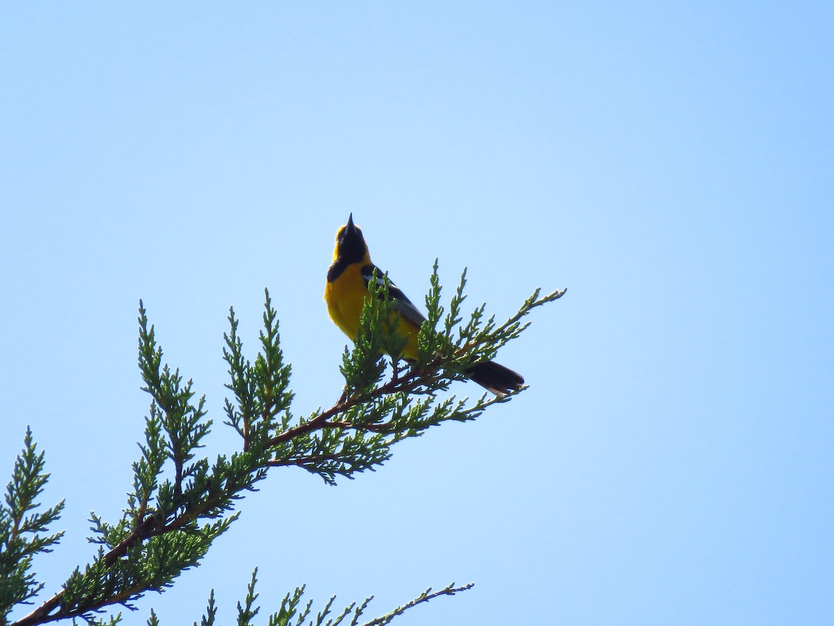 Hooded Oriole - Lisa Larson