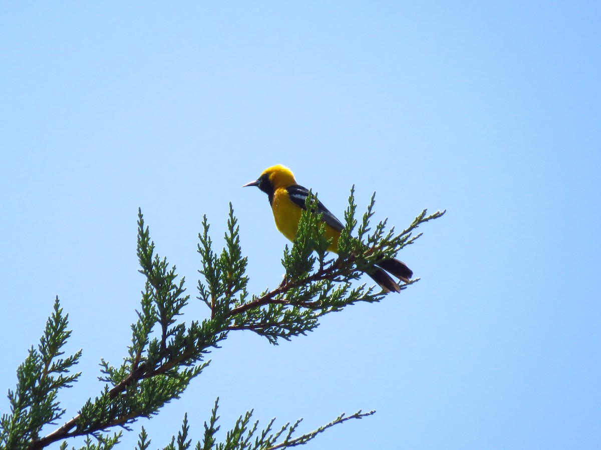 Hooded Oriole - Lisa Larson