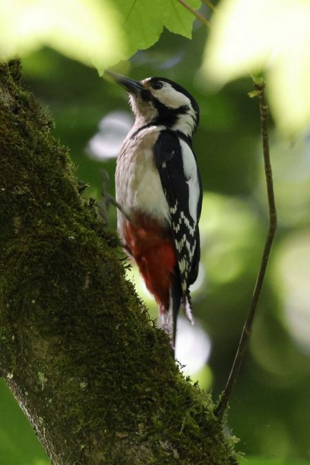 Great Spotted x Syrian Woodpecker (hybrid) - Damian Mikulski