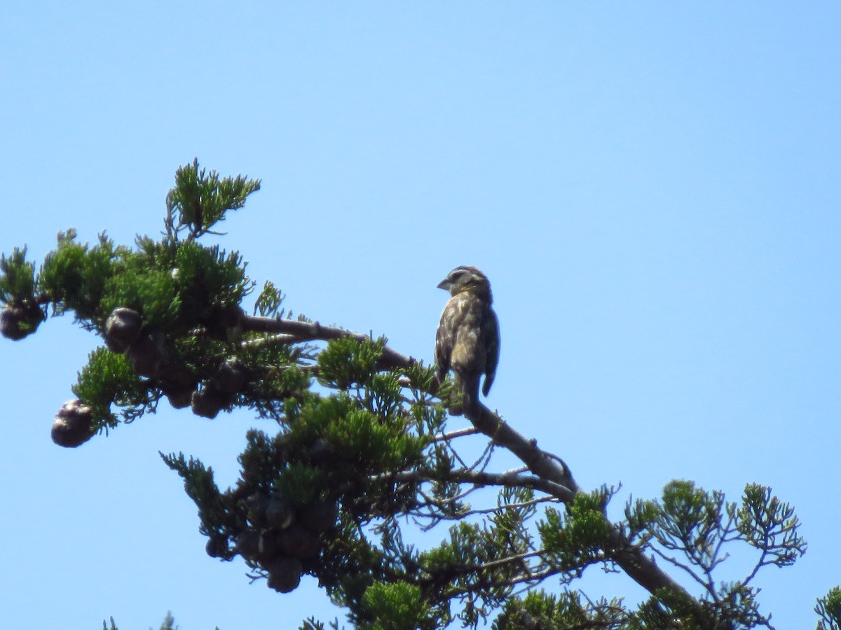 Black-headed Grosbeak - ML619356157