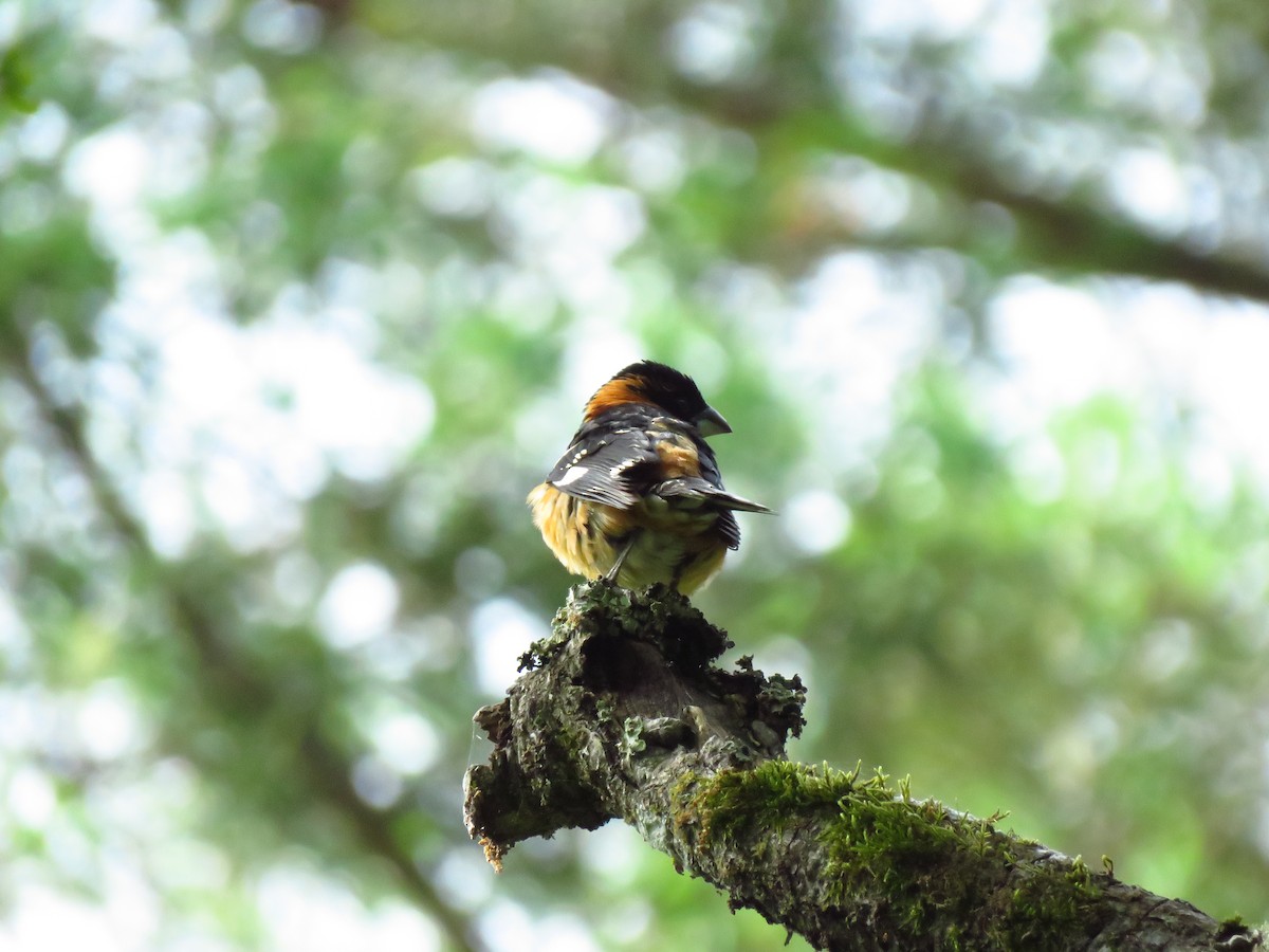 Black-headed Grosbeak - Lisa Larson