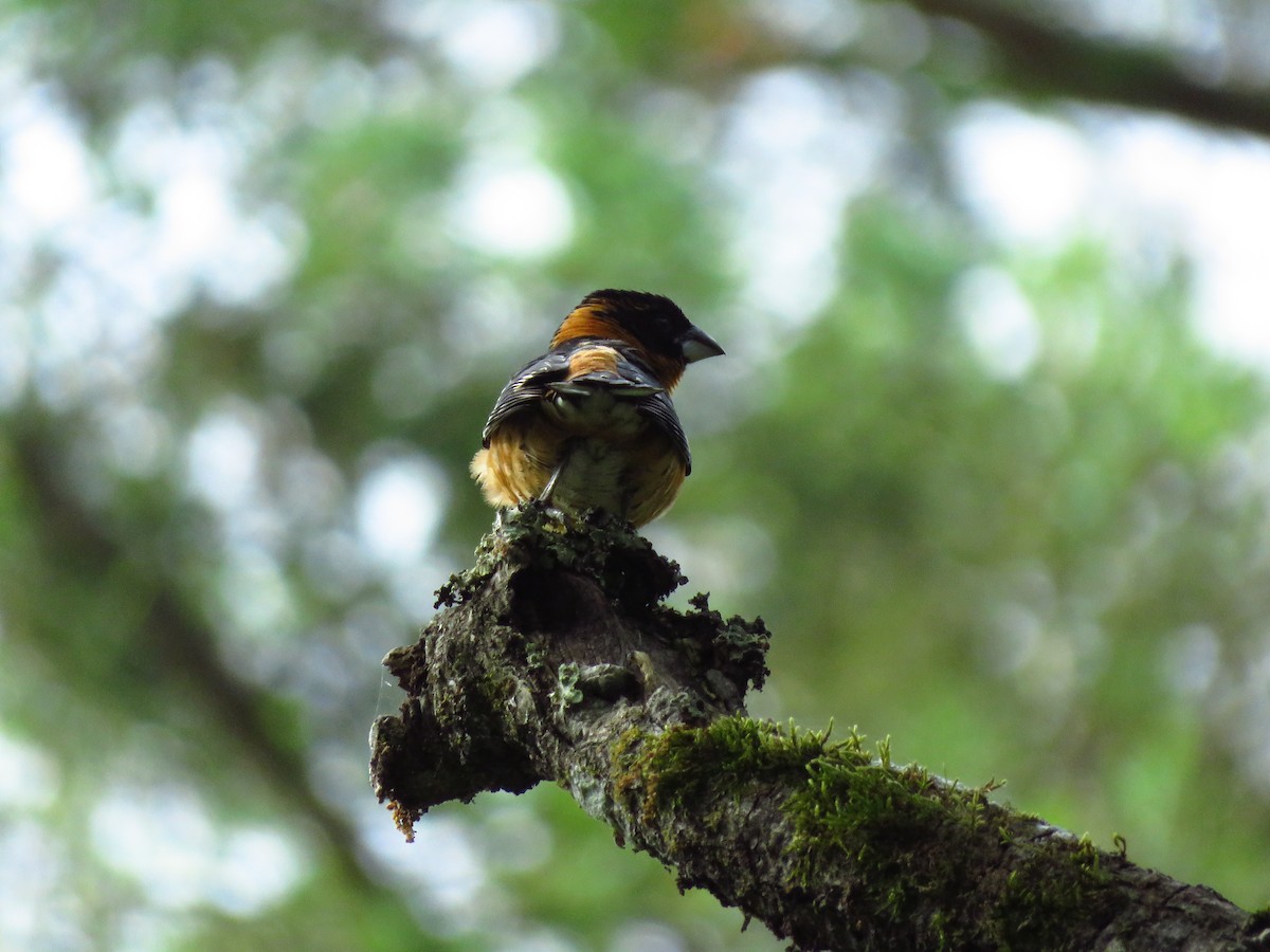 Black-headed Grosbeak - Lisa Larson