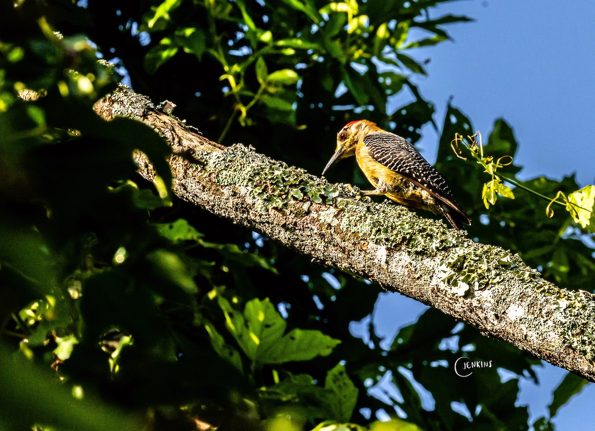 Golden-fronted Woodpecker - Carlos Jenkins