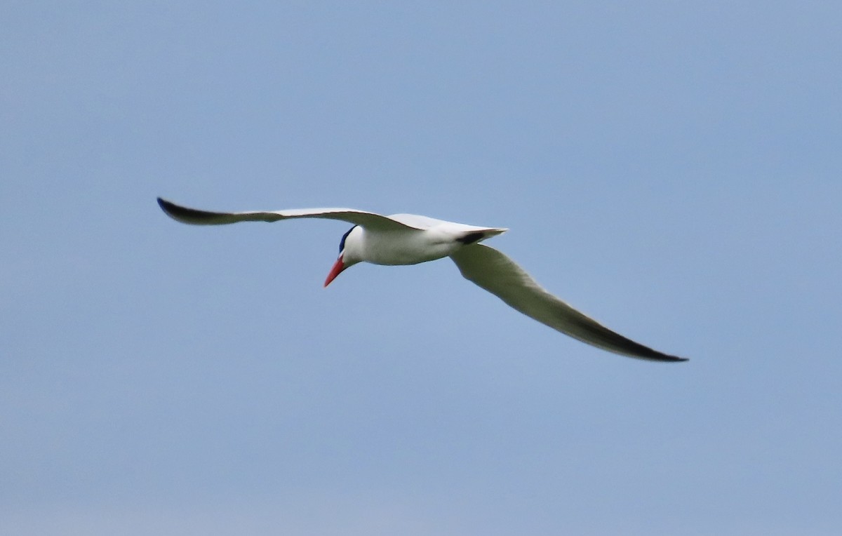 Caspian Tern - Tim Ryan