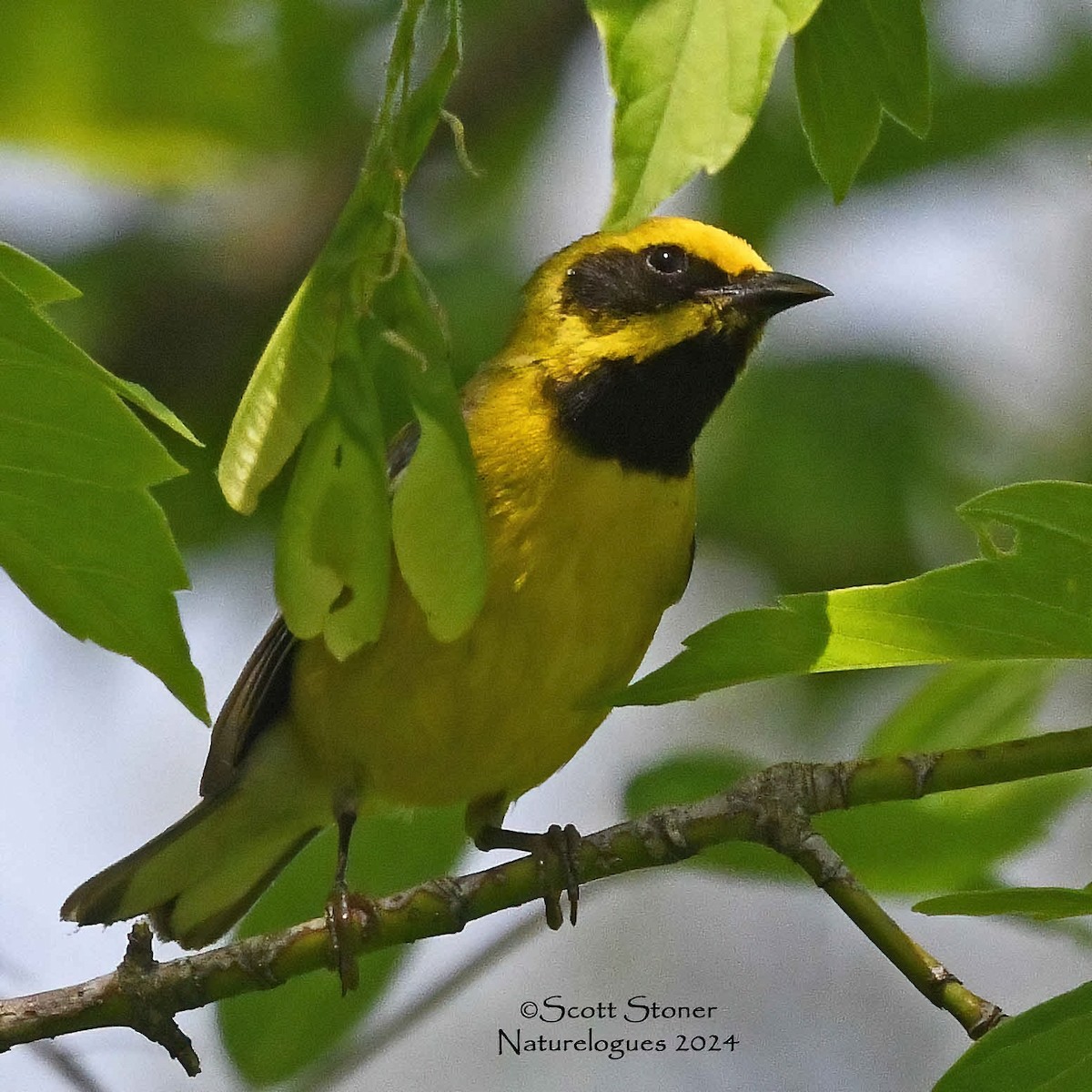 Lawrence's Warbler (hybrid) - ML619356167